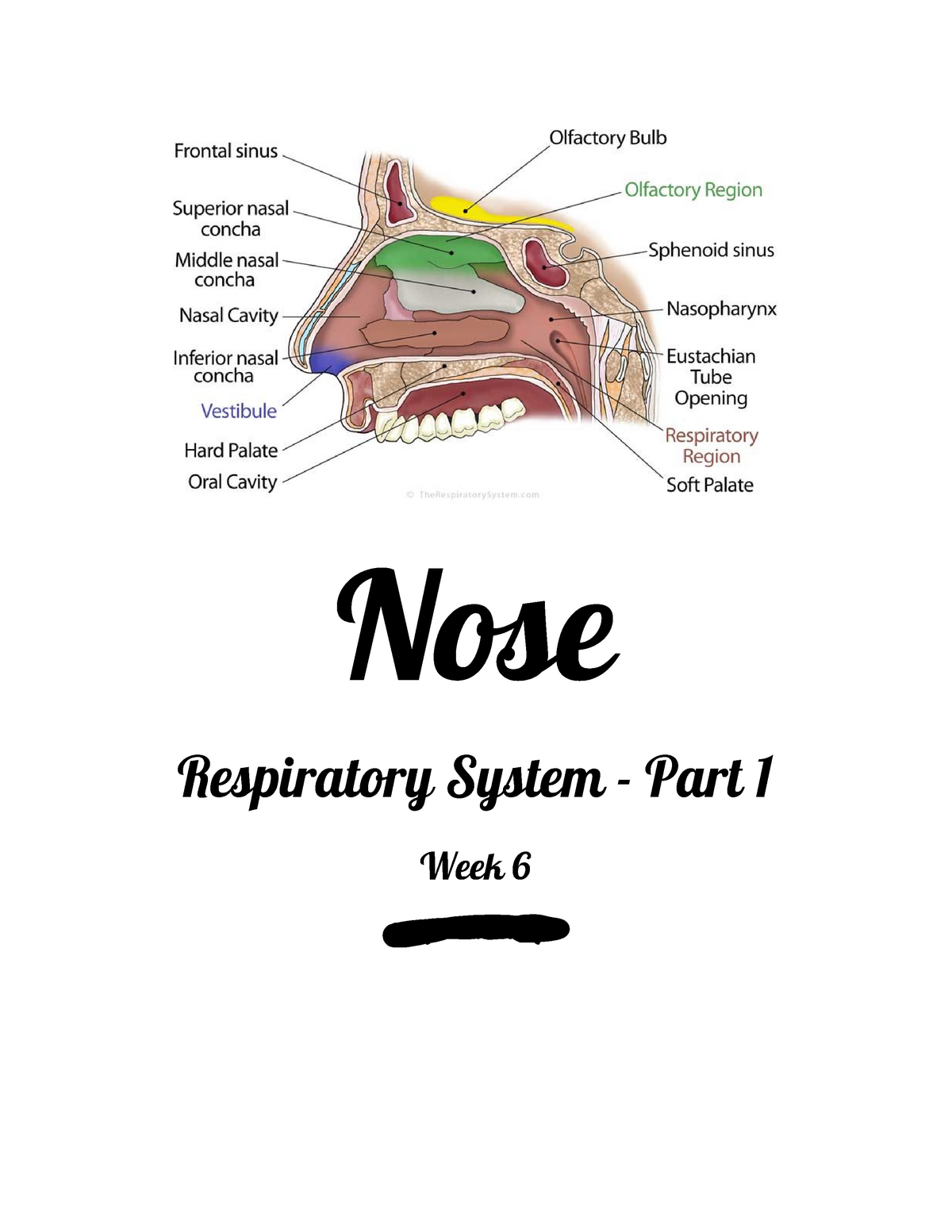 Respiratory System - Nose - Nose Respiratory System - Part 1 Week 6 ...