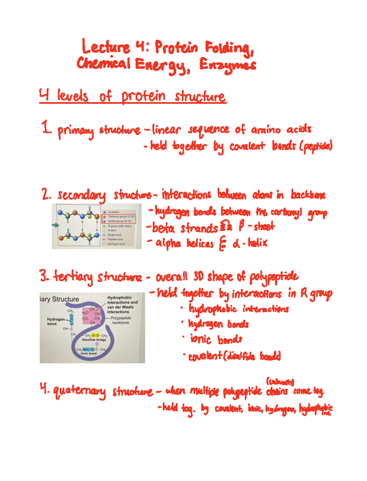 Lecture 4 Professor Chapman Lecture 4 Protein Folding Chemical