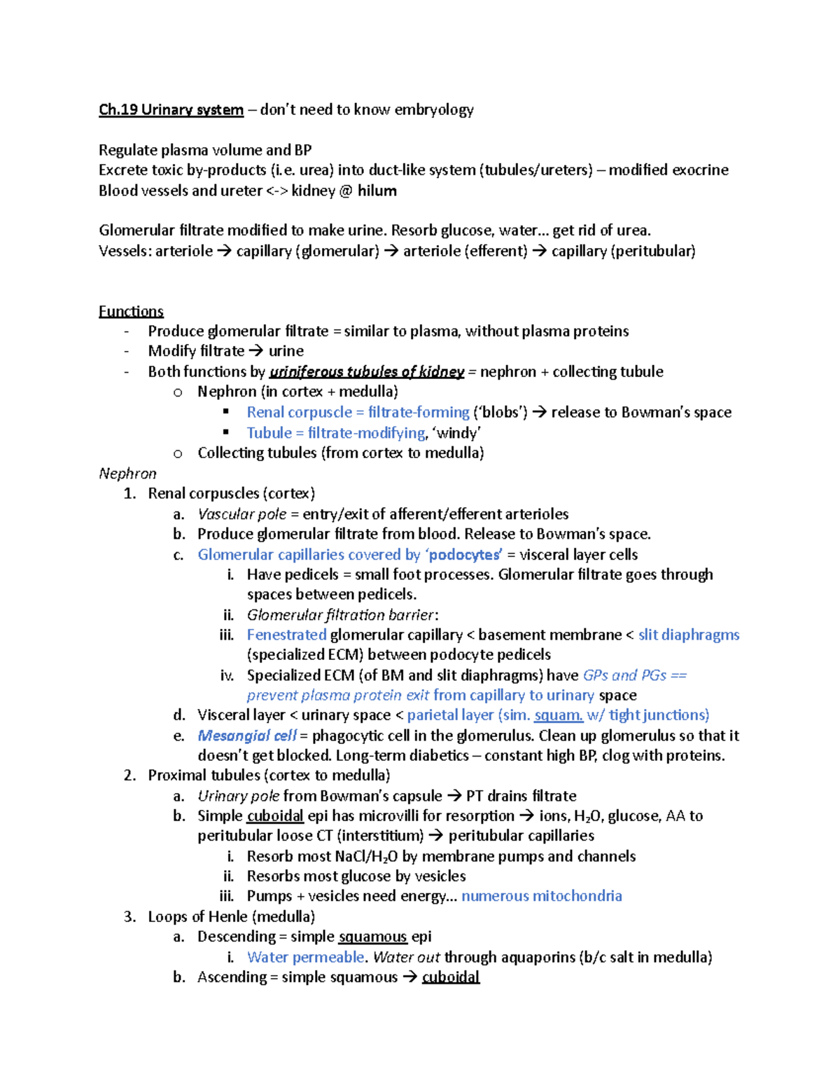 Ch19 Notes - Urinary System - Ch Urinary system need to know embryology ...