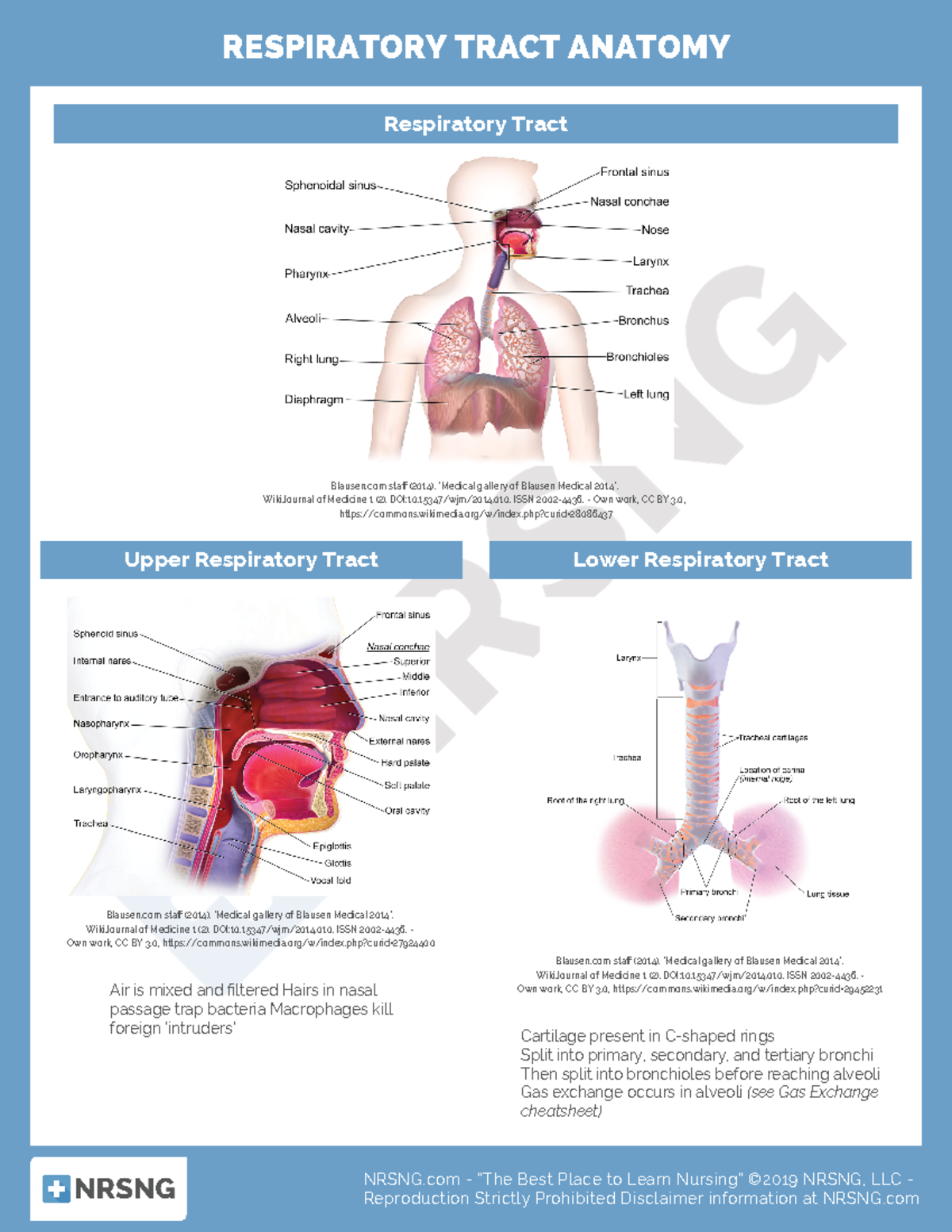 Respiratory tract anatomy 1 - RESPIRATORY TRACT ANATOMY Respiratory ...