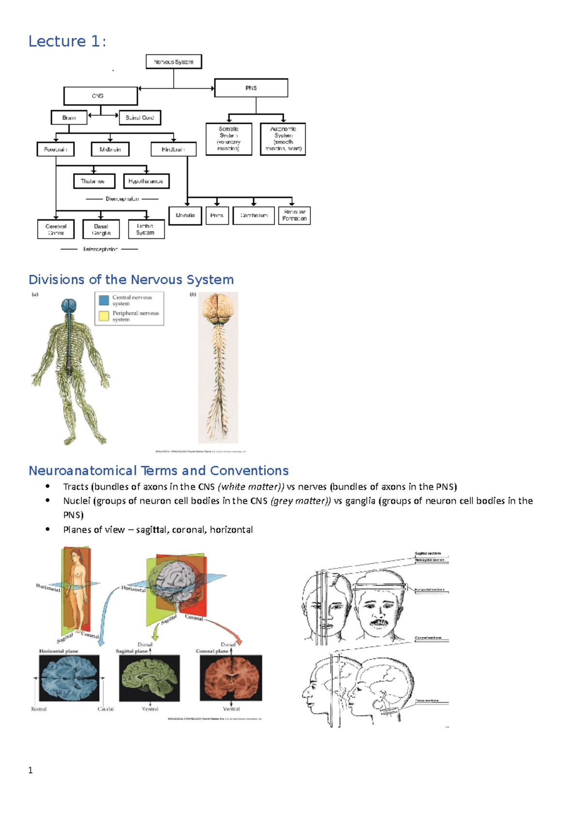 Lecture notes week 1 - 12 - Lecture 1: Divisions of the Nervous System ...