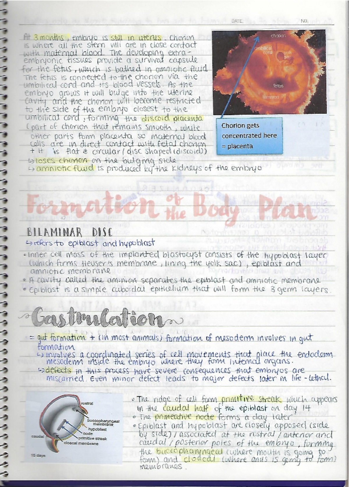 Formation of body plan note - ANAT0001 - Studocu