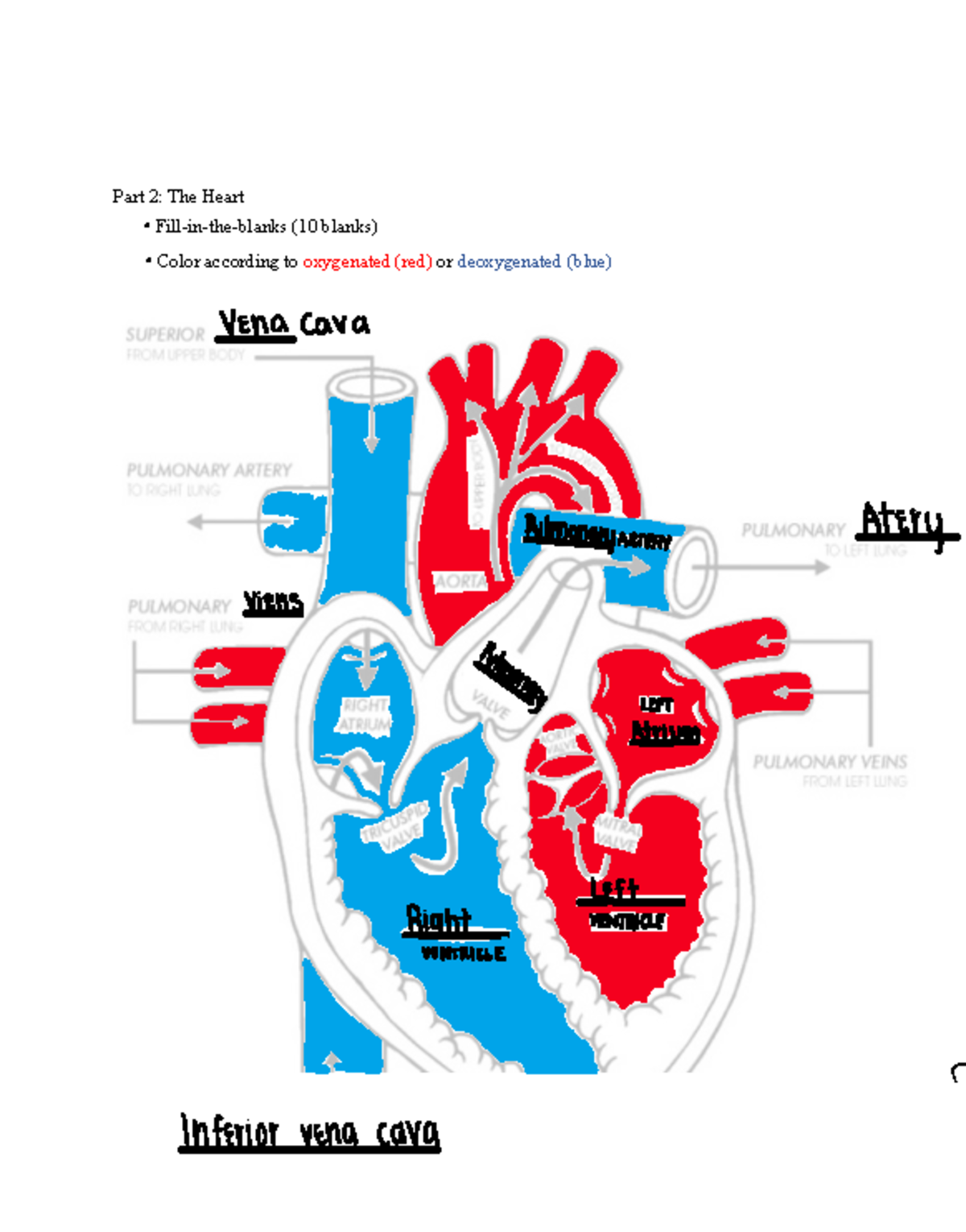 Lab Homework Assignment Blood & Heart - BIO 220 - Part 2: The Heart ...