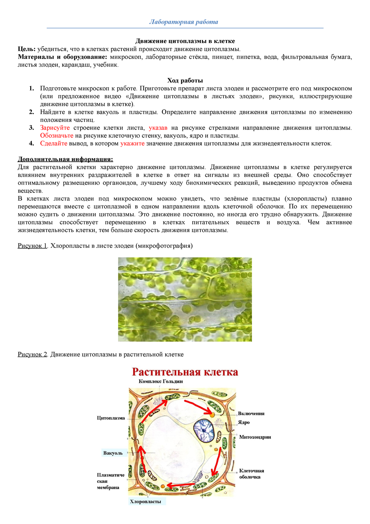 Лабораторная работа. Движение цитоплазмы в клетке - Лабораторная работа  Движение цитоплазмы в клетке - Studocu