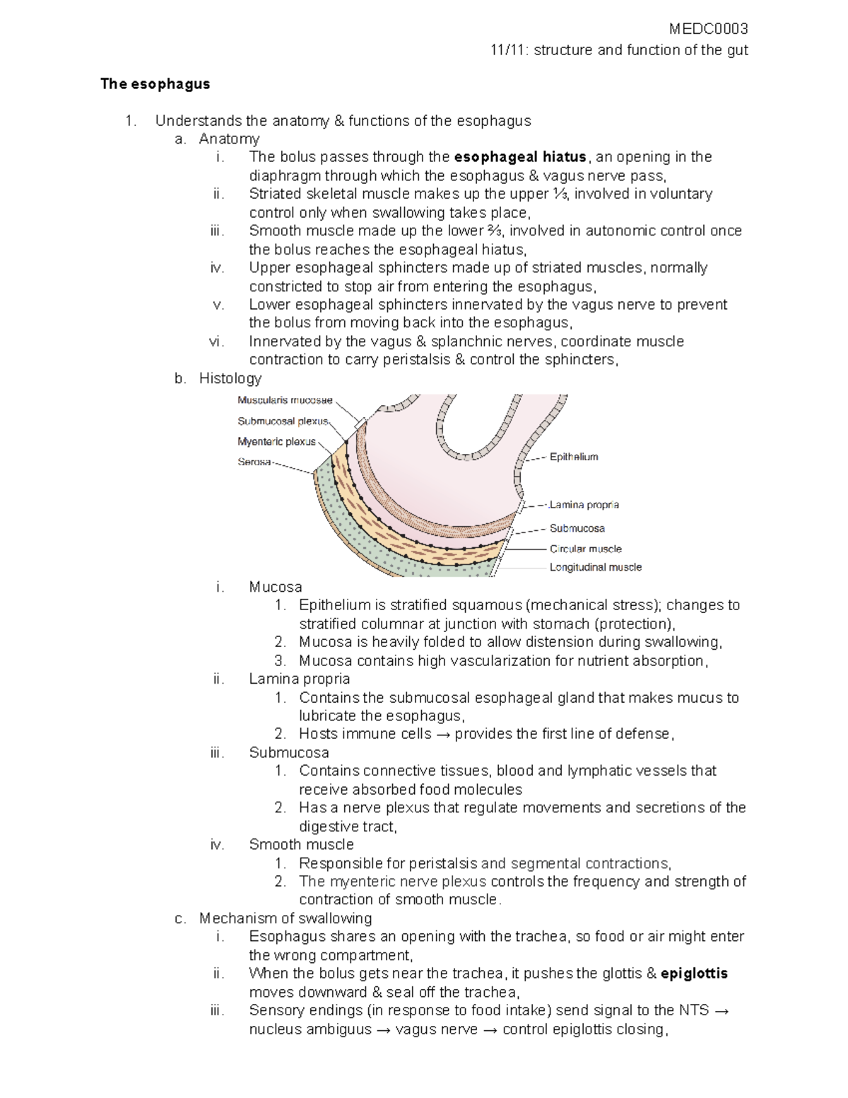 Structure and function of the gut (11/11 lecture) - 11/11: structure ...