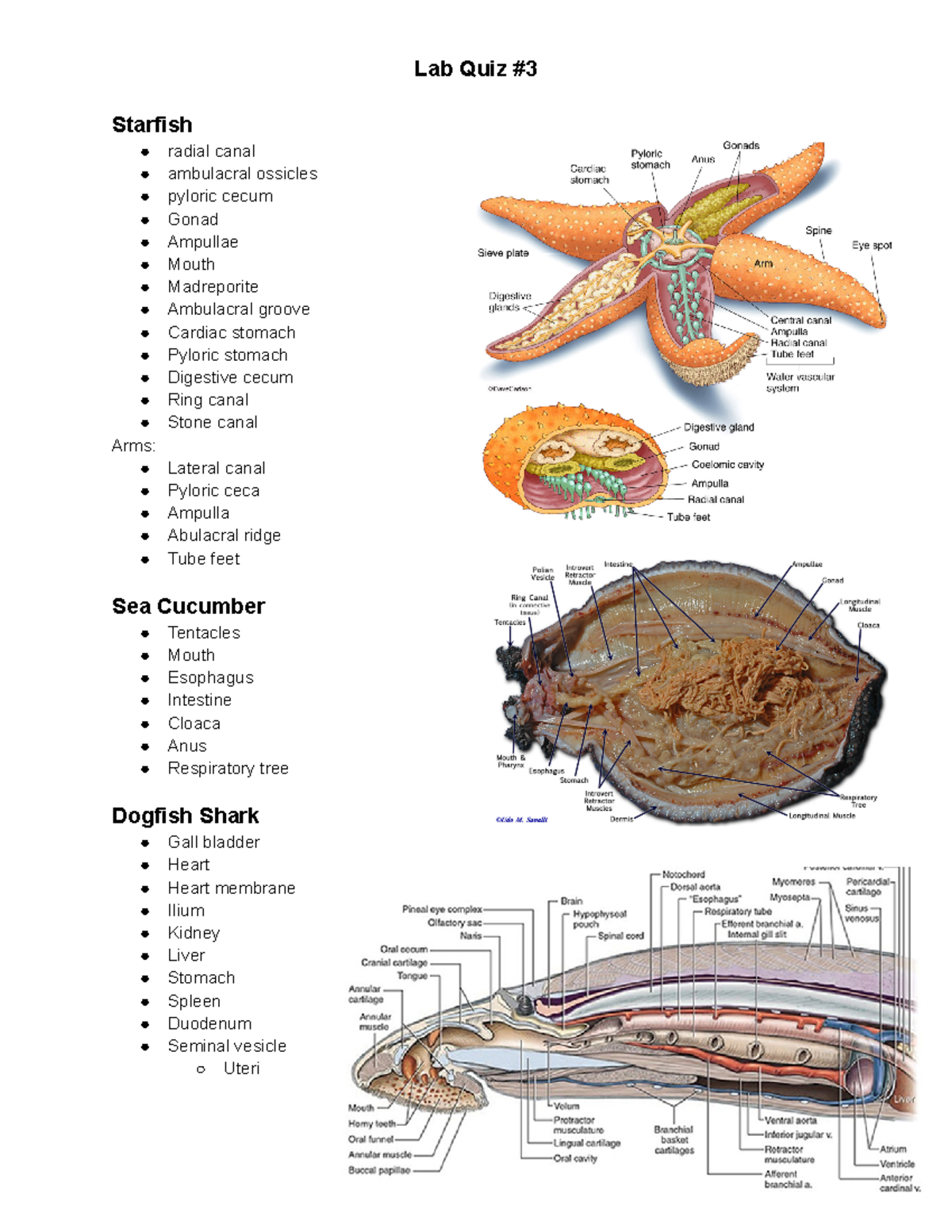 Quiz 3 study guide - quiz 3 - Lab Quiz Starfish radial canal ambulacral ...