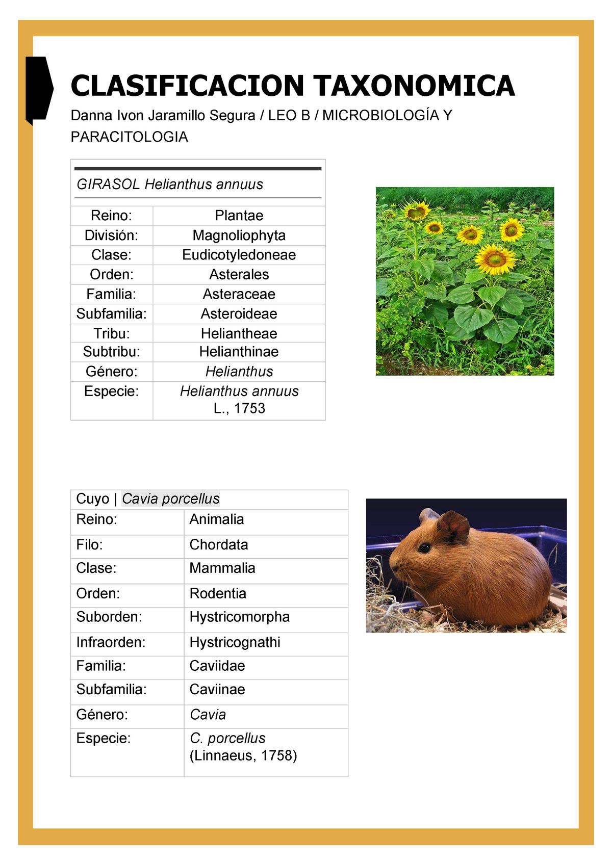 Ejemplos de Taxonomias, origen, anímala 2 animal - CLASIFICACION TAXONOMICA  Danna Ivon Jaramillo - Studocu