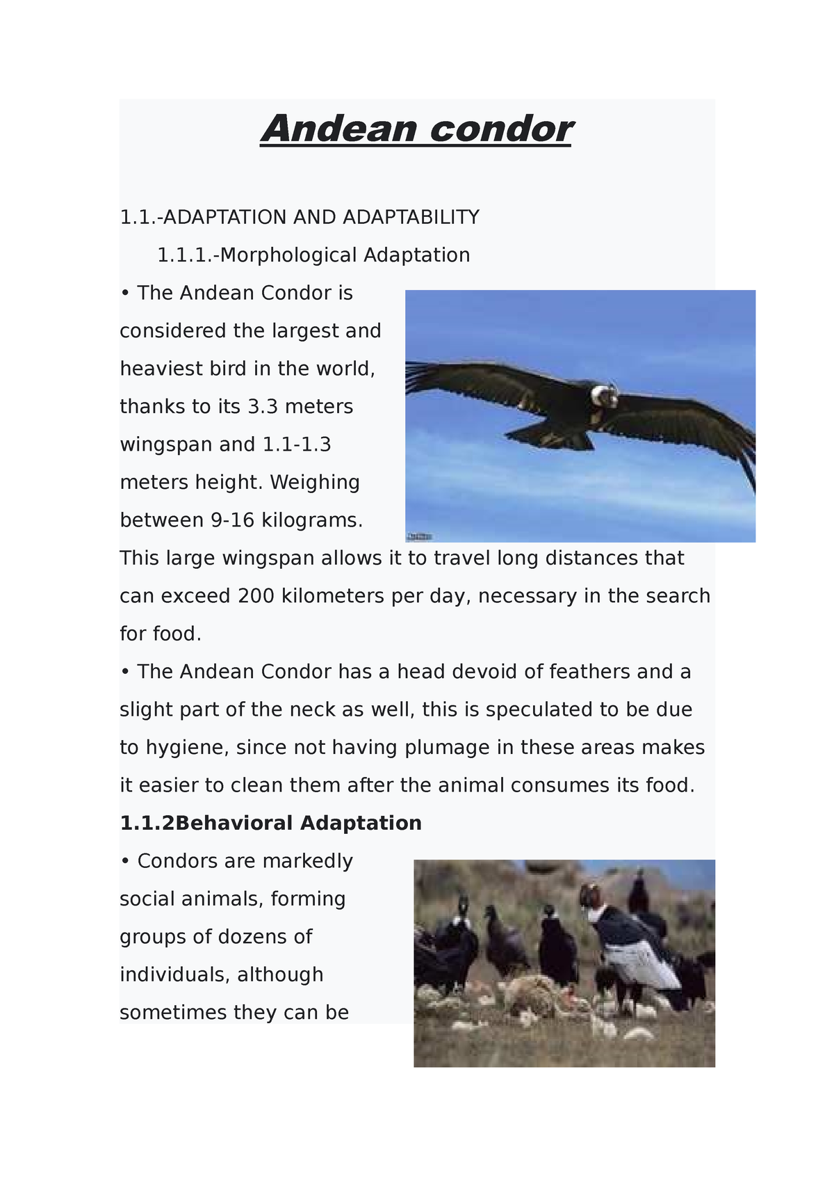 Condor andino 1 - proyect final - Andean condor 1.-ADAPTATION AND ...