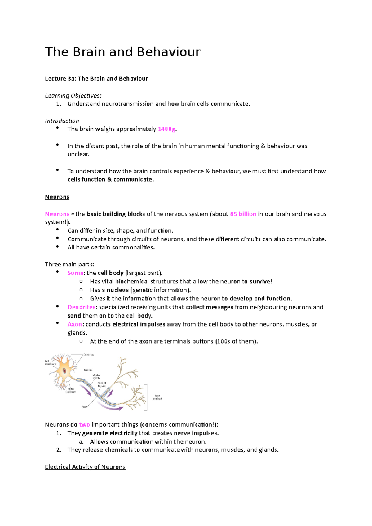 The Brain And Behaviour - The Brain And Behaviour Lecture 3a: The Brain ...