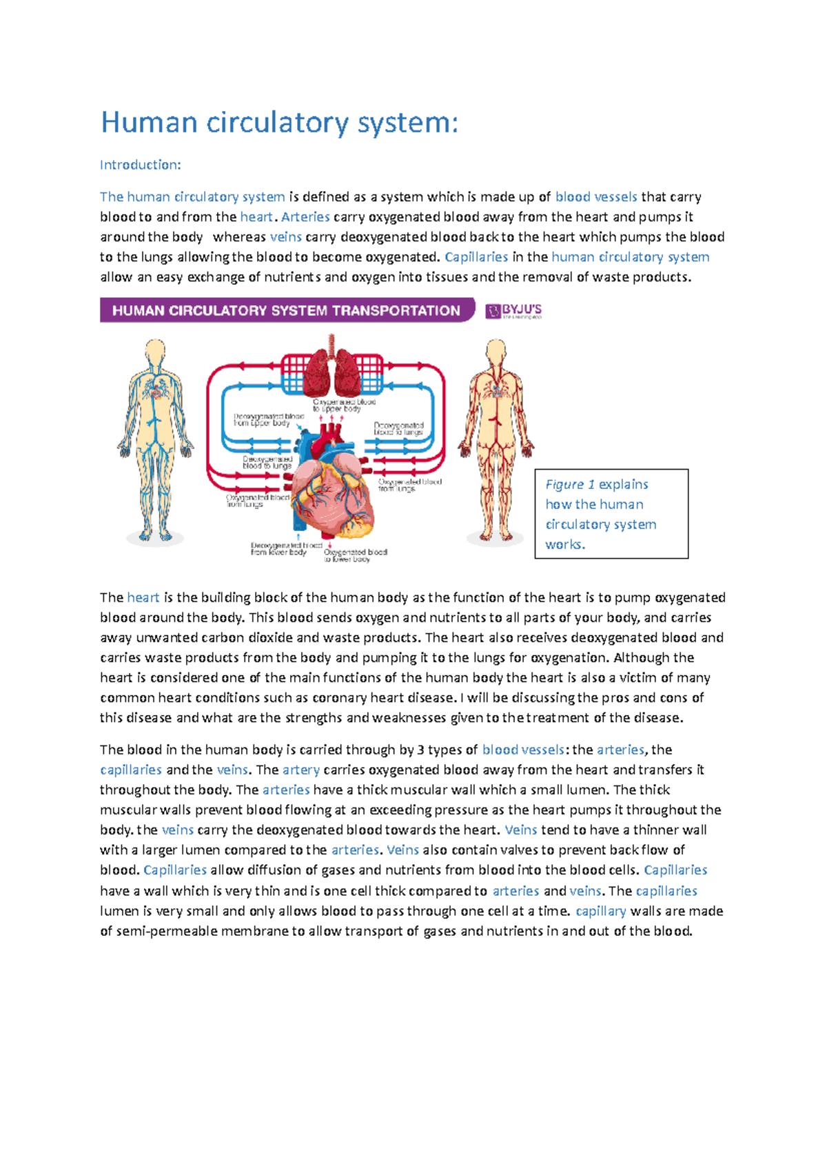 circulatory system introduction essay