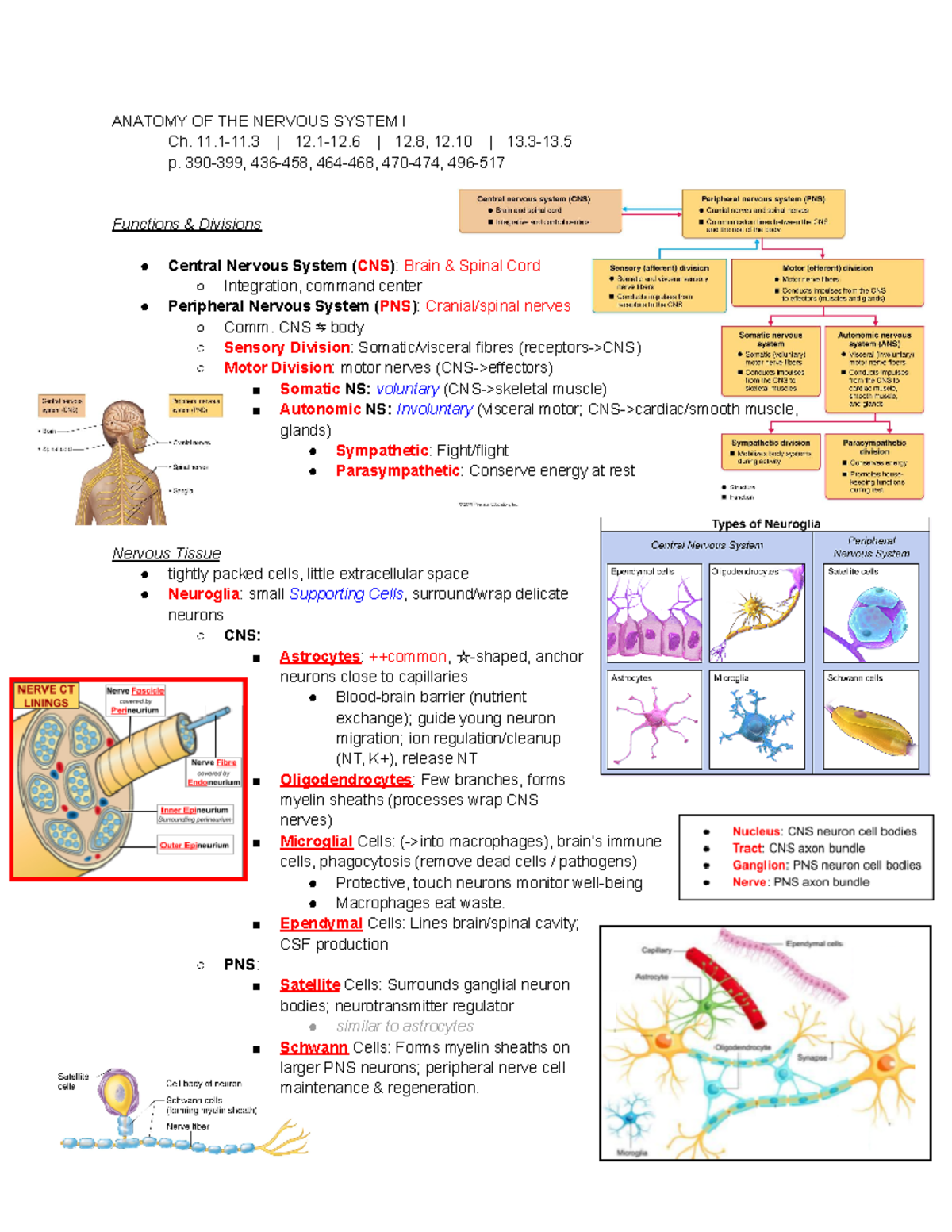 L11-13 Nervous System I - ANATOMY OF THE NERVOUS SYSTEM I Ch. 11.1-11 ...