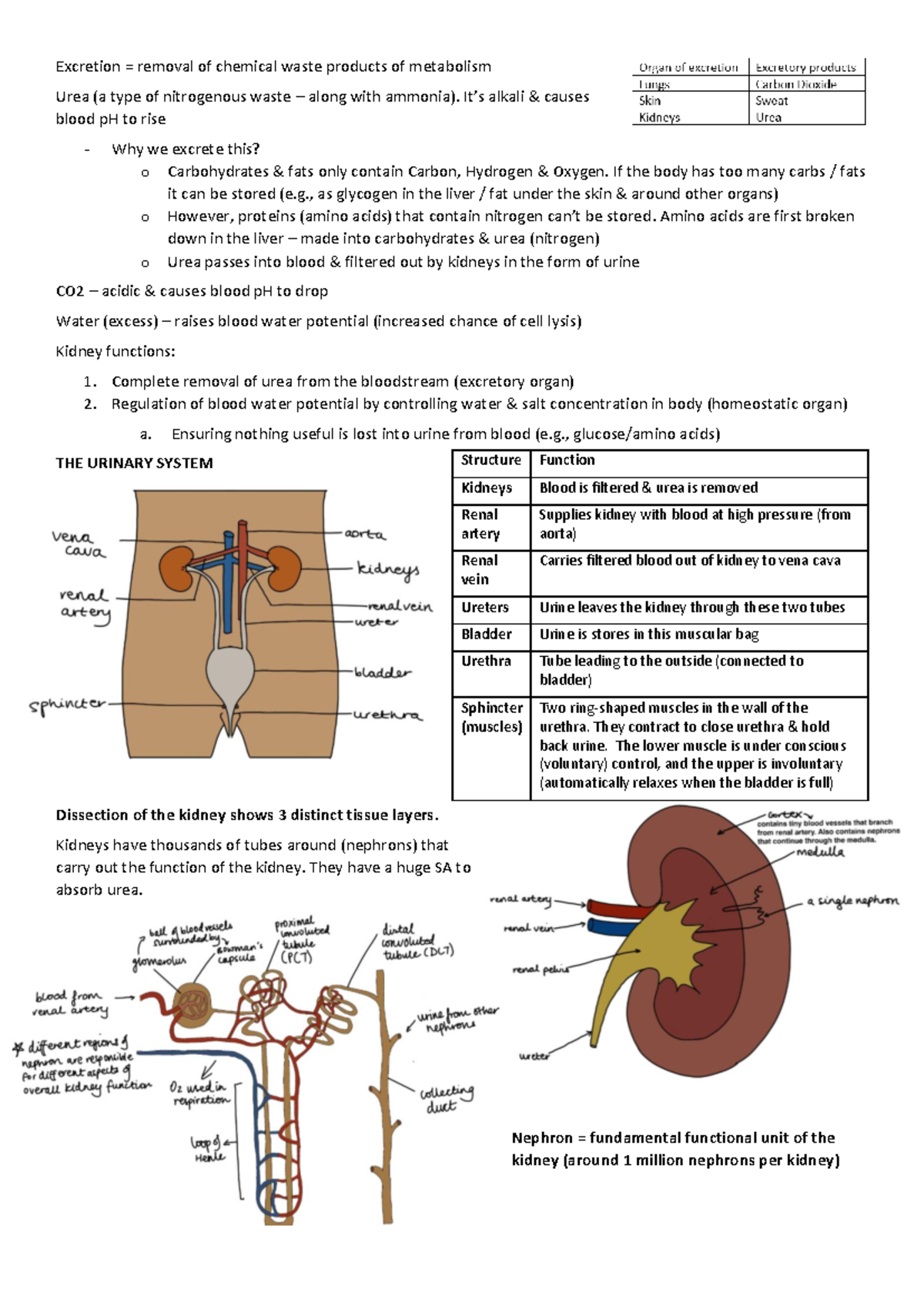 Biology Excretion Kidneys GCSE notes - Excretion = removal of chemical ...