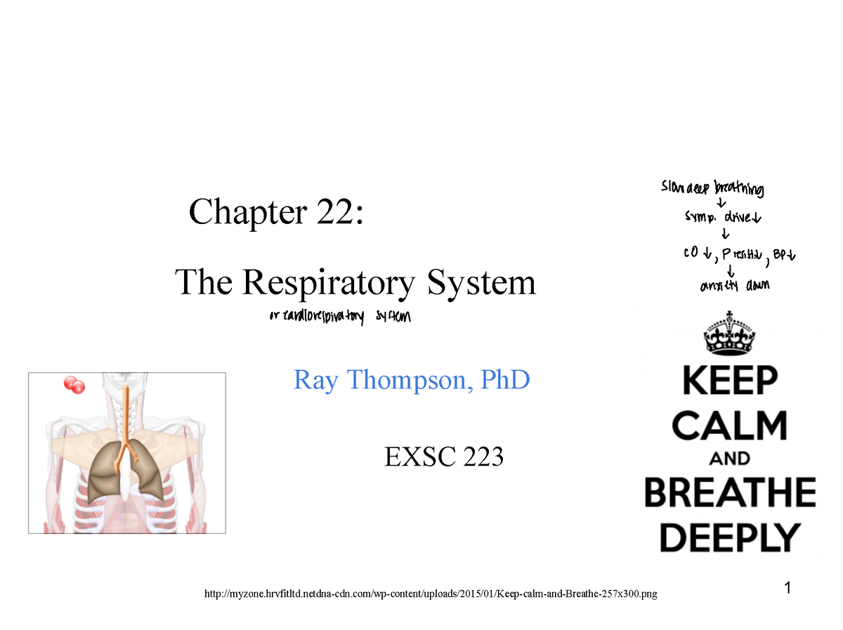 Chapter 22 Respiration Notes - 1 Chapter 22: The Respiratory System ...