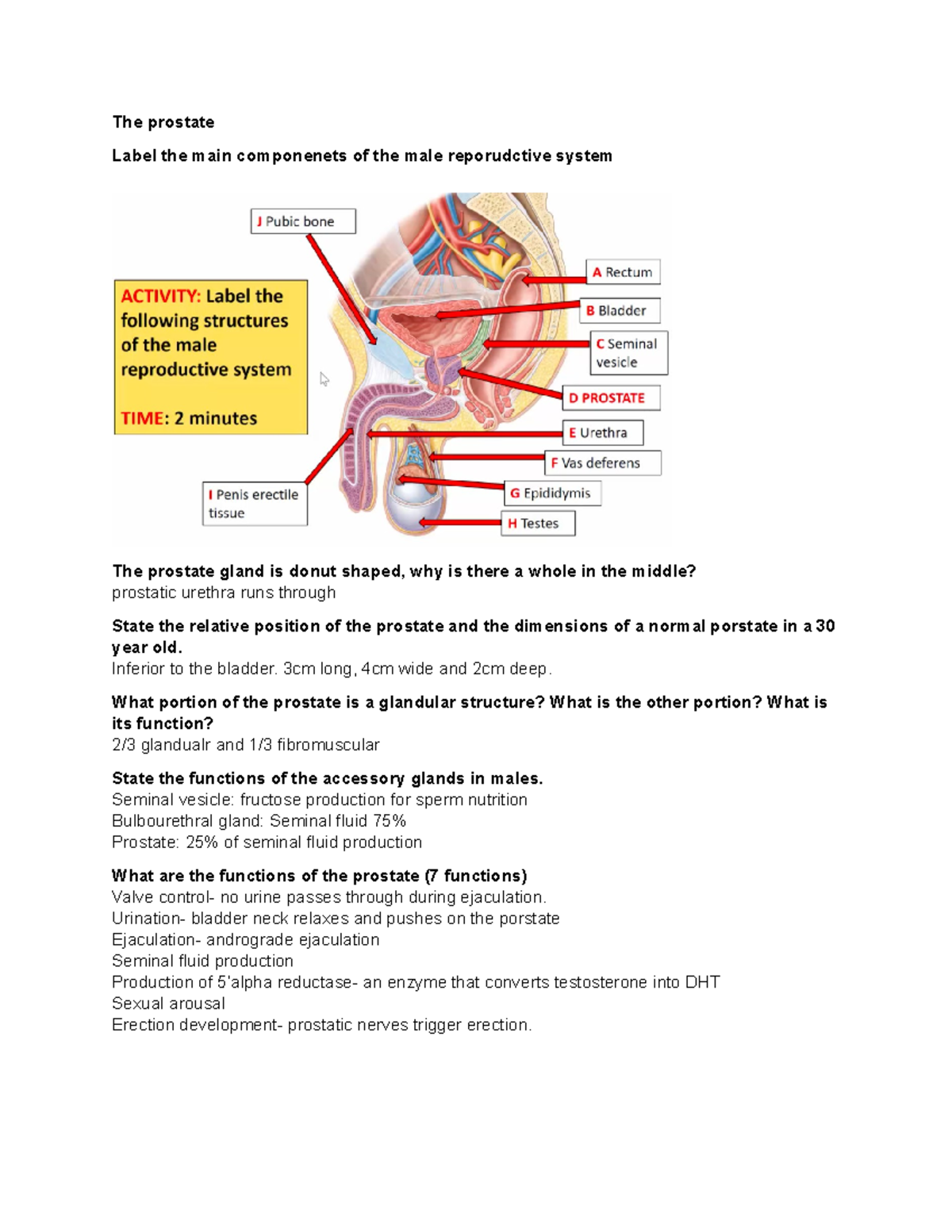 Prostate antomy - The prostate Label the main componenets of the male ...