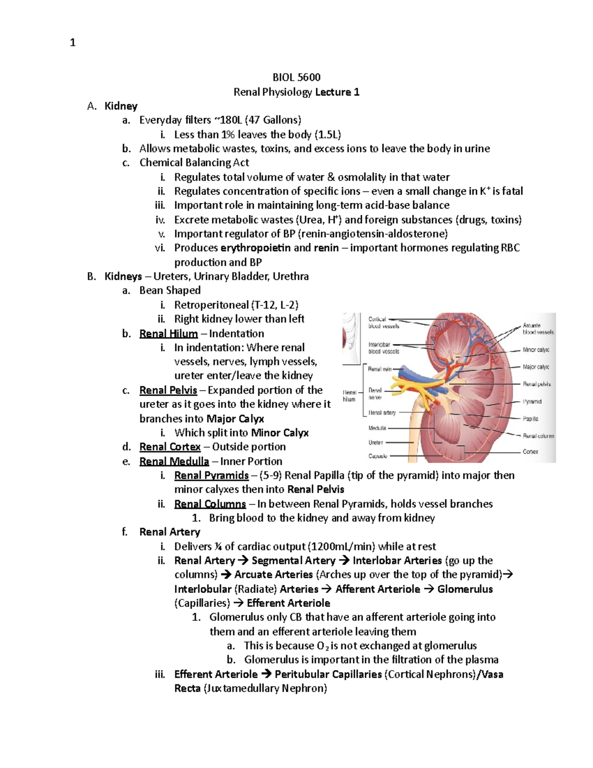 L1 Renal Anatomy (28) - 1 BIOL 5600 Renal Physiology Lecture 1 A ...