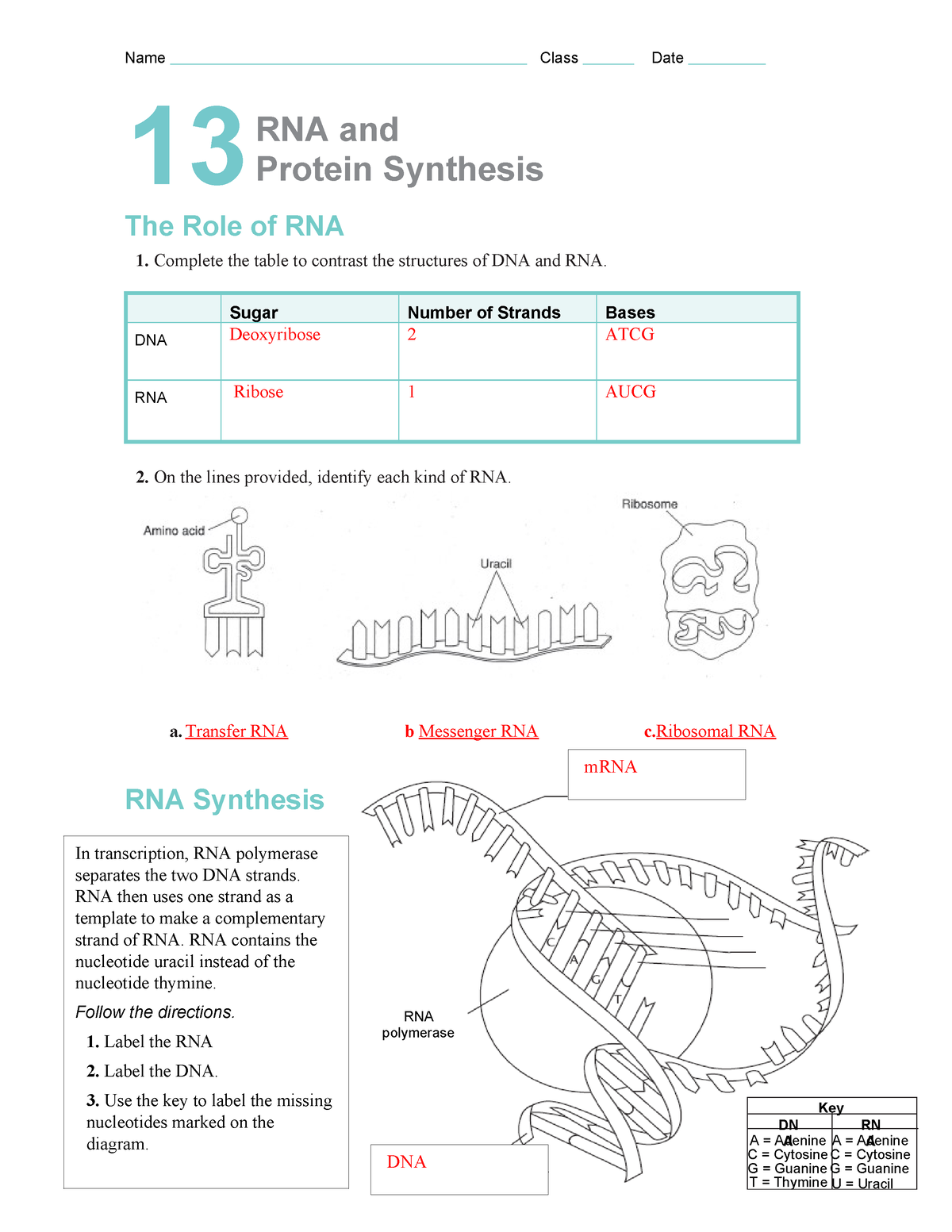 Ch 13 study guide key - Idk - RNA polymerase Key DN A RN A = Adenine A ...