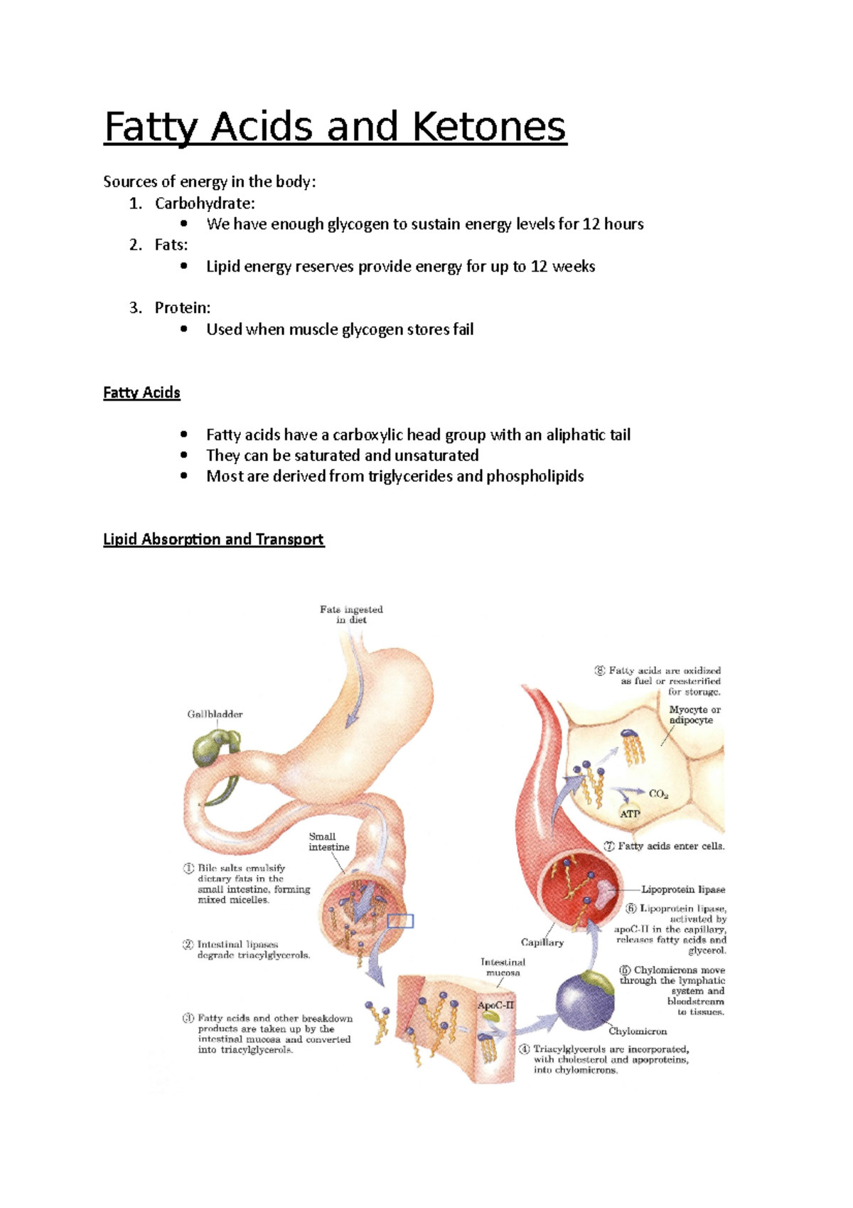 fatty-acids-and-ketones-fatty-acids-and-ketones-sources-of-energy-in