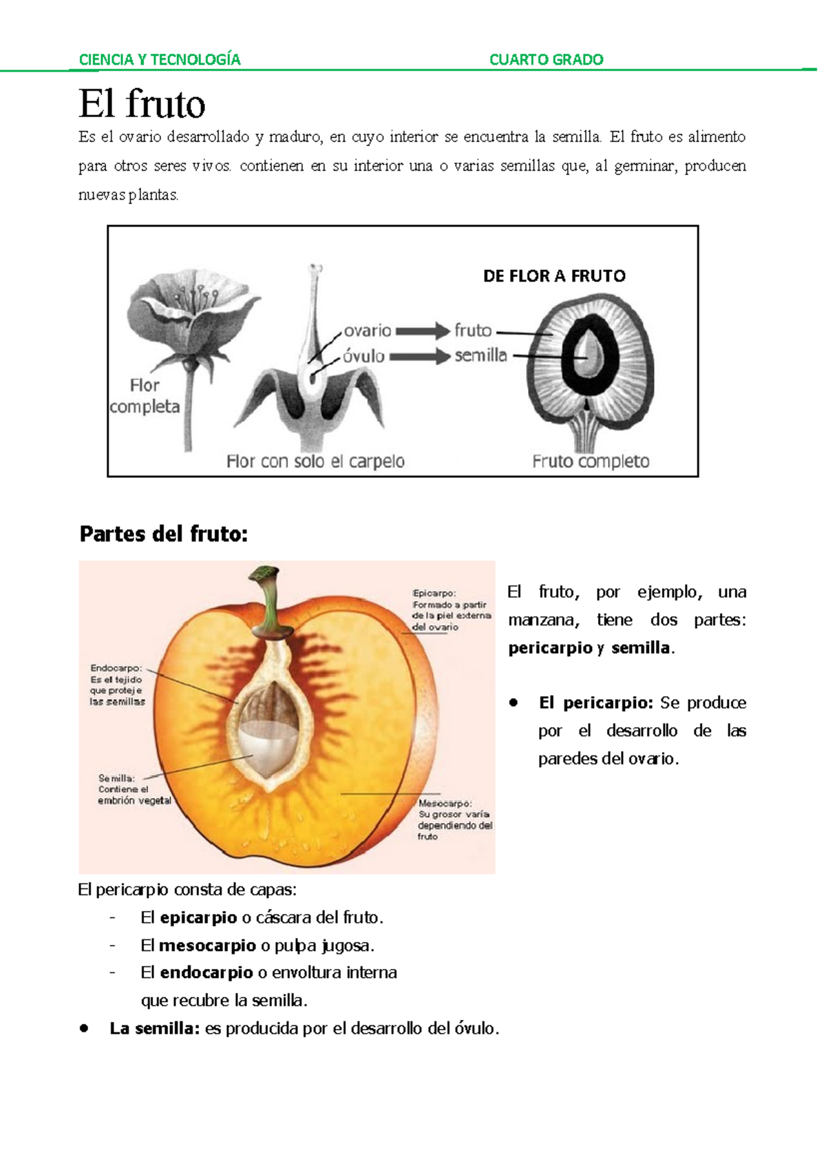 Ilide - Ficha el fruto y sus partes - CIENCIA Y TECNOLOGÍA CUARTO GRADO ...