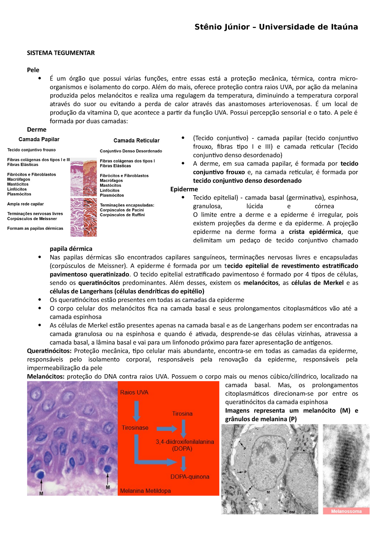 Sistema Tegumentar - Material Para A Prova De Histologia Médica ...