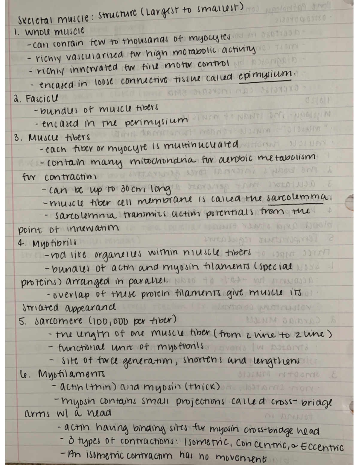 Skeletal Muscle - Lecture notes 1 - KINES 202 - Studocu