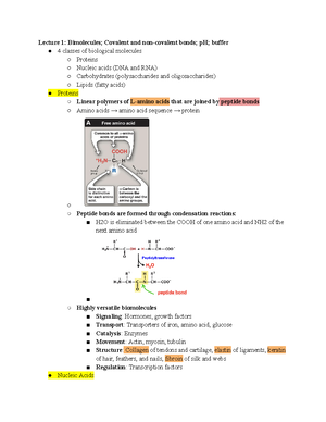 MCB450 Exam 2 Review Lecture - DNA Structure And DNA Replication The ...