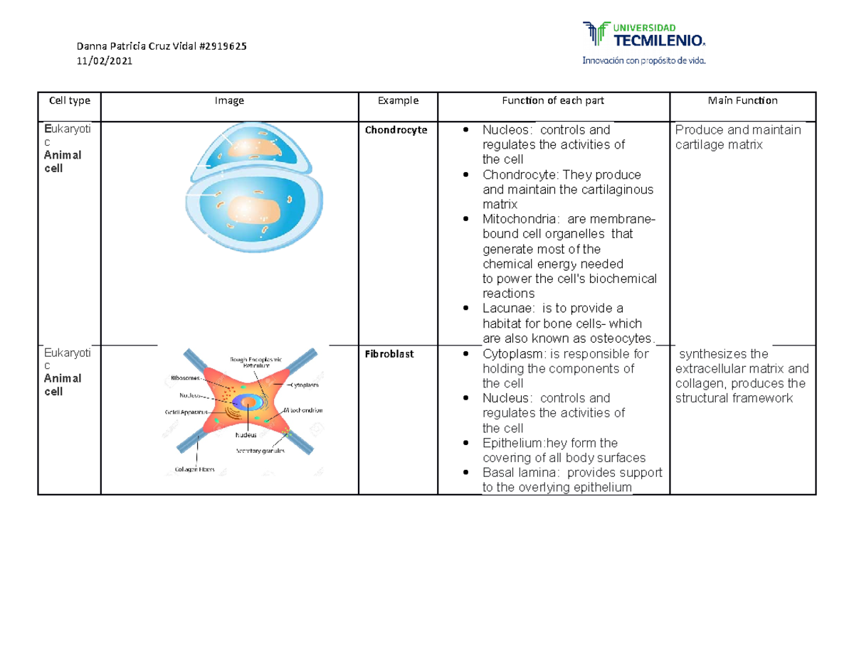 Excersice 3, opcion 2 - Animal cell and plant cell - 11/02/ Cell type ...
