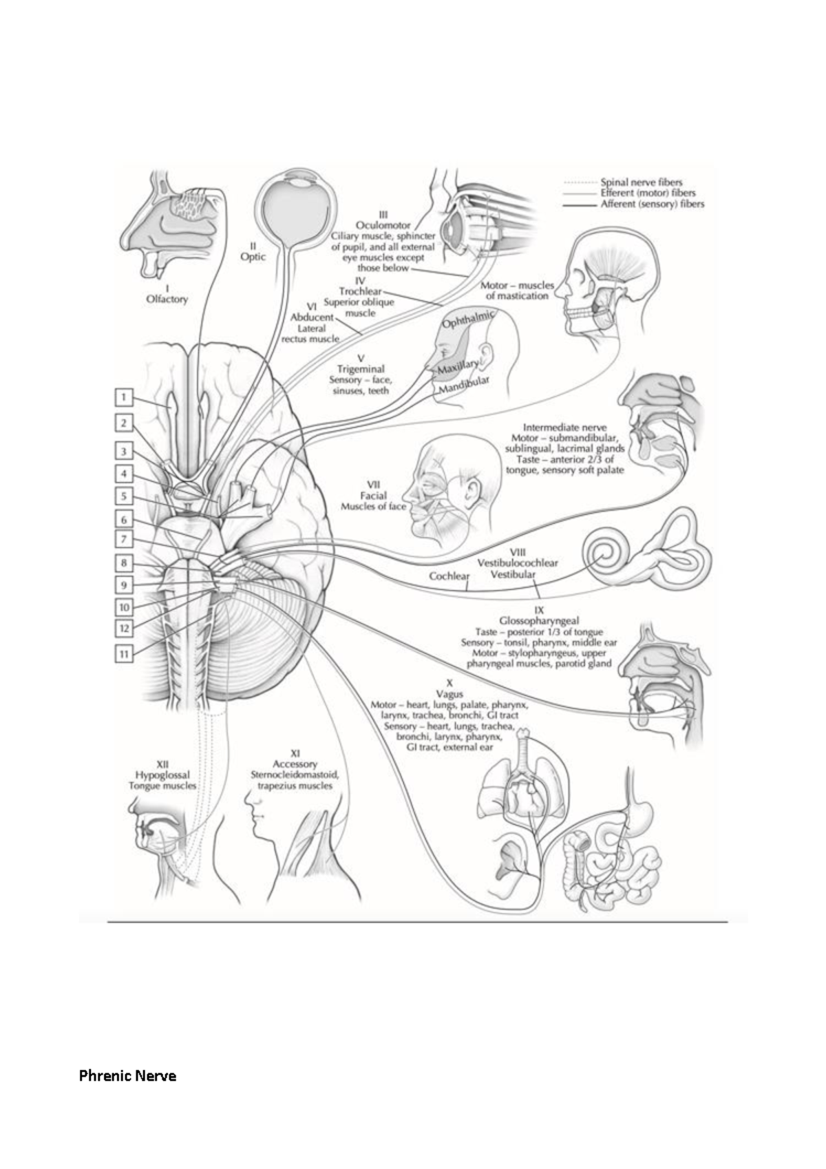 materiale-supplementare-x-studio-neuro-anatomia-by-netter-phrenic