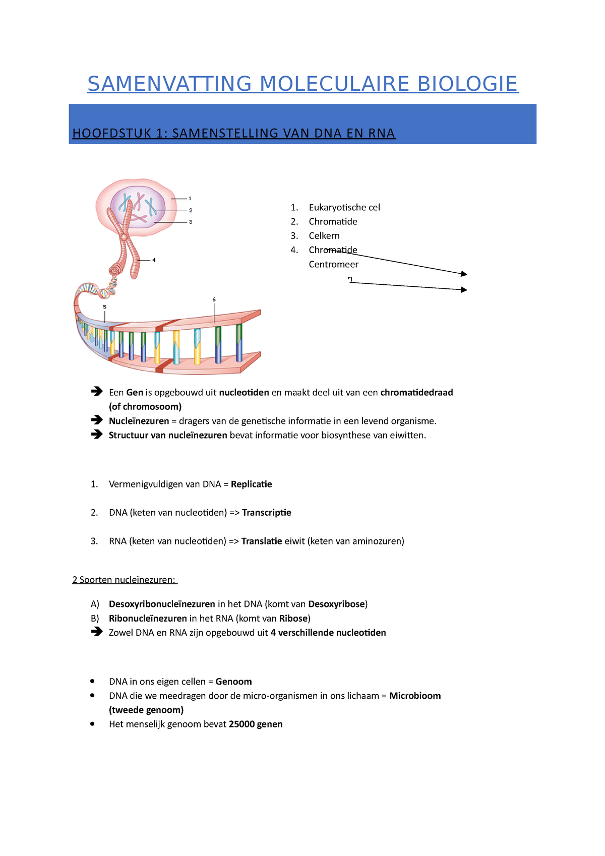 Samenvatting Moleculaire Biologie - SAMENVATTING MOLECULAIRE BIOLOGIE ...