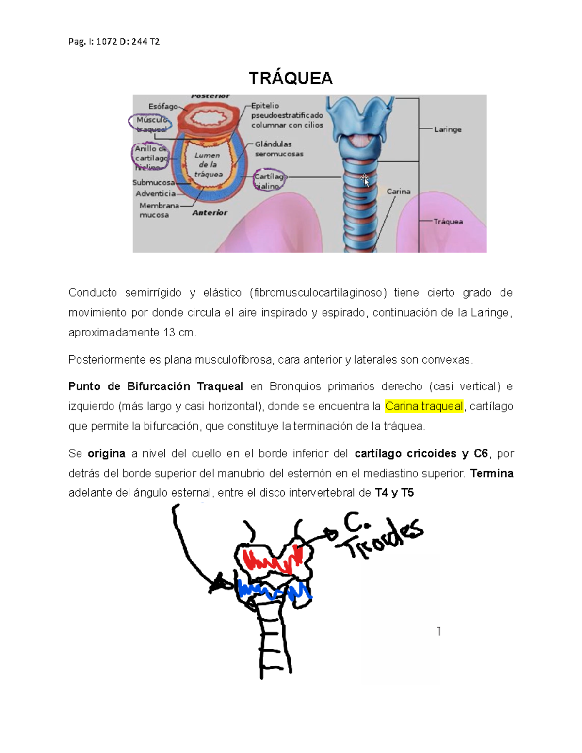 anatomía de la tráquea