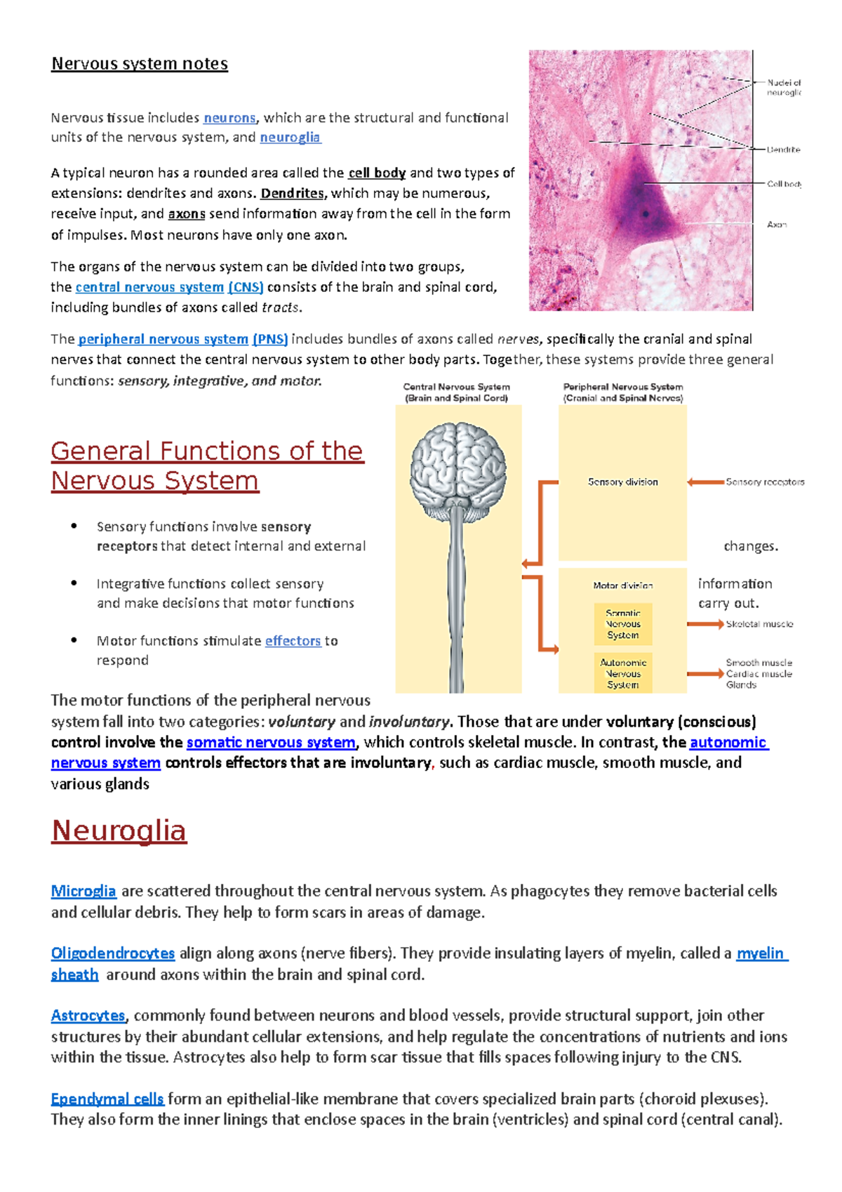 the-nervous-system-and-what-constitutes-it-nervous-system-notes