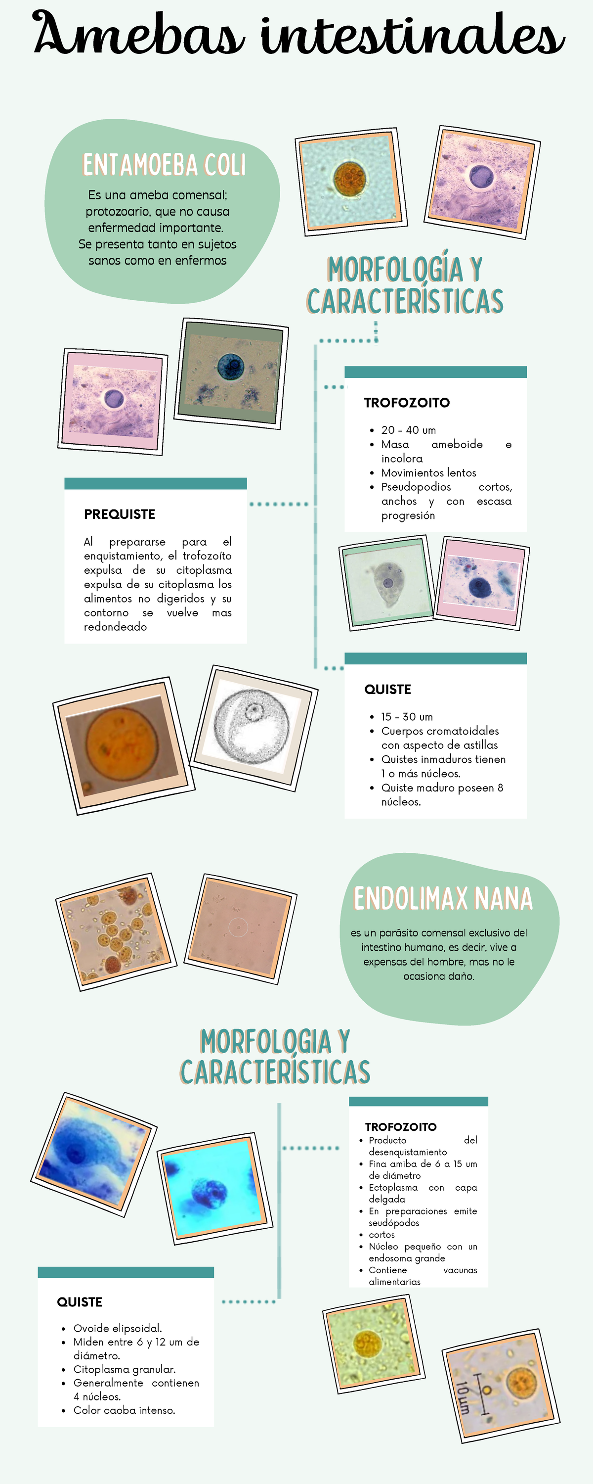 Infografia amebas intestinales - Amebas intestinales MORFOLOGÍA ...