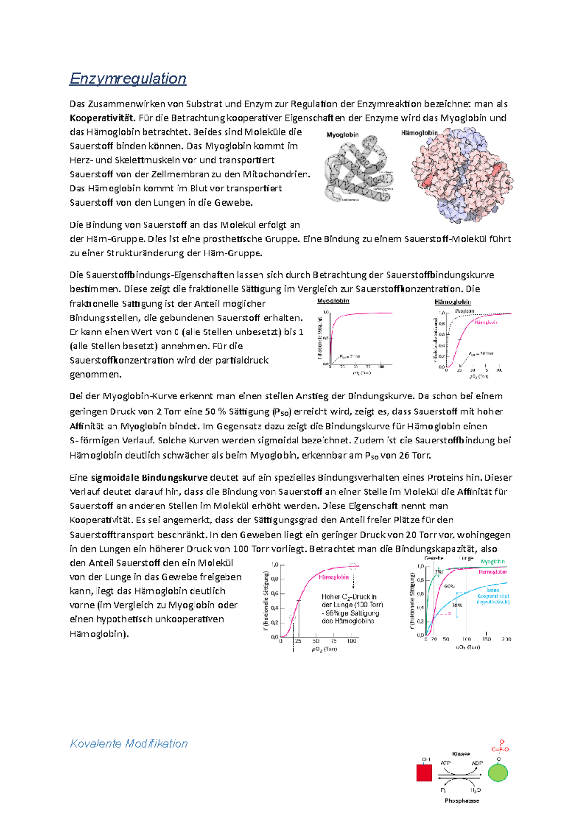 BC08 - Zusammenfassung Einführung In Die Biochemie - Enzymregulation ...