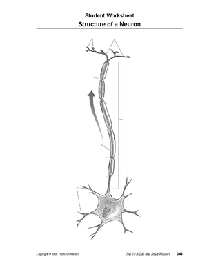 Neurotransmitters Sheet - Anatomy of a Neuron Copyright © 2000 by BSCS ...