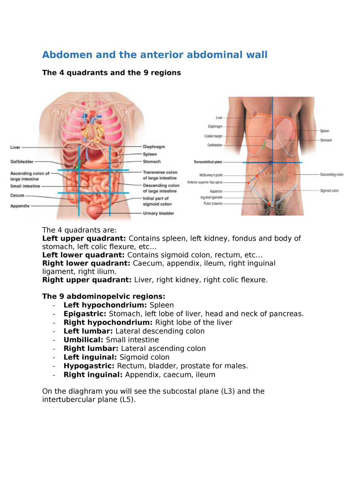 Abdomen and the anterior abdominal wall - .. Left lower quadrant ...