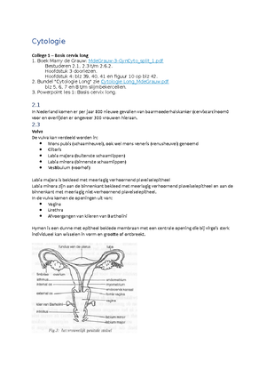 Cytologie Samenvatting Achterliggende Theorie Cervix O Ectocervix