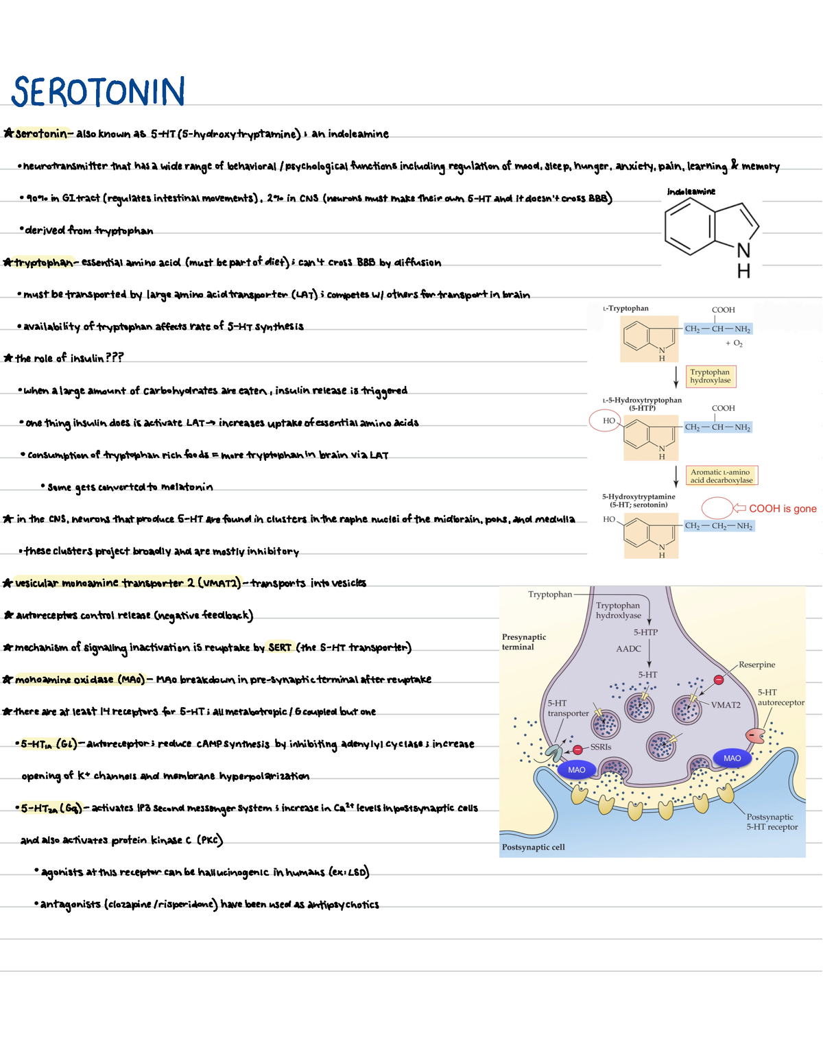 PSY 459: Lecture 7 Notes - Serotonin - SEROTONIN A- Serotonin - Also ...