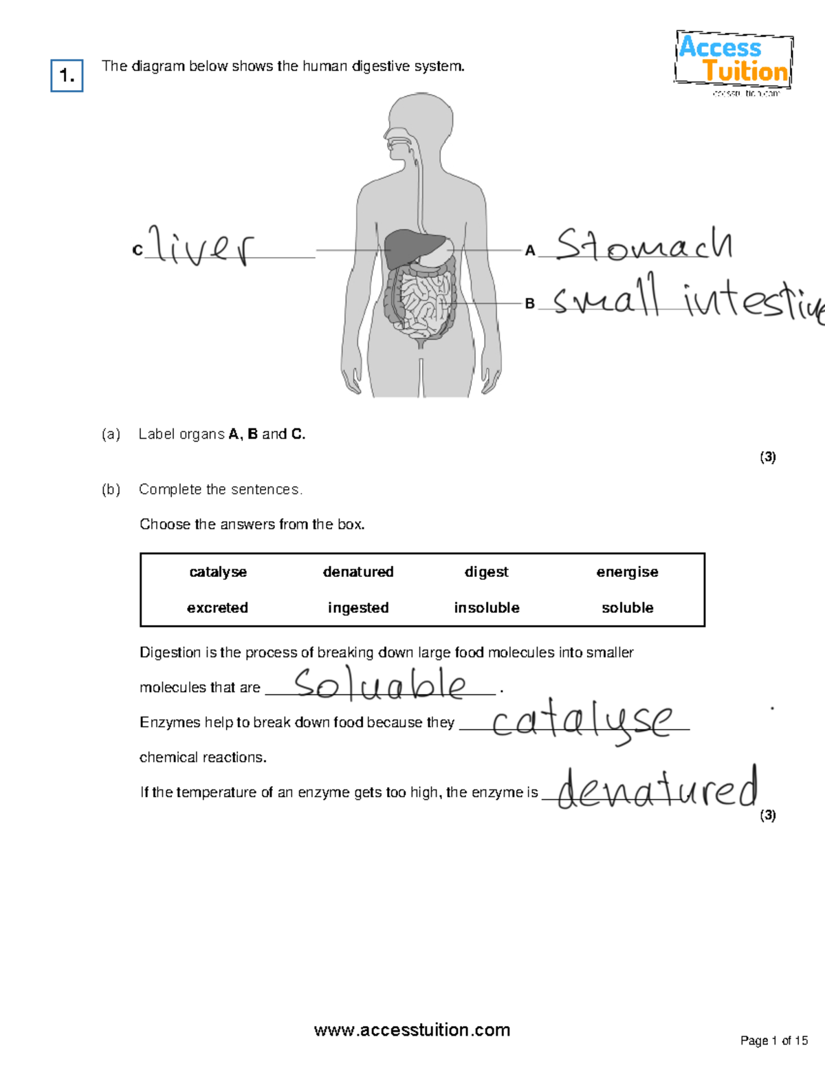 Animal-Organ-Systems - The diagram below shows the human digestive ...