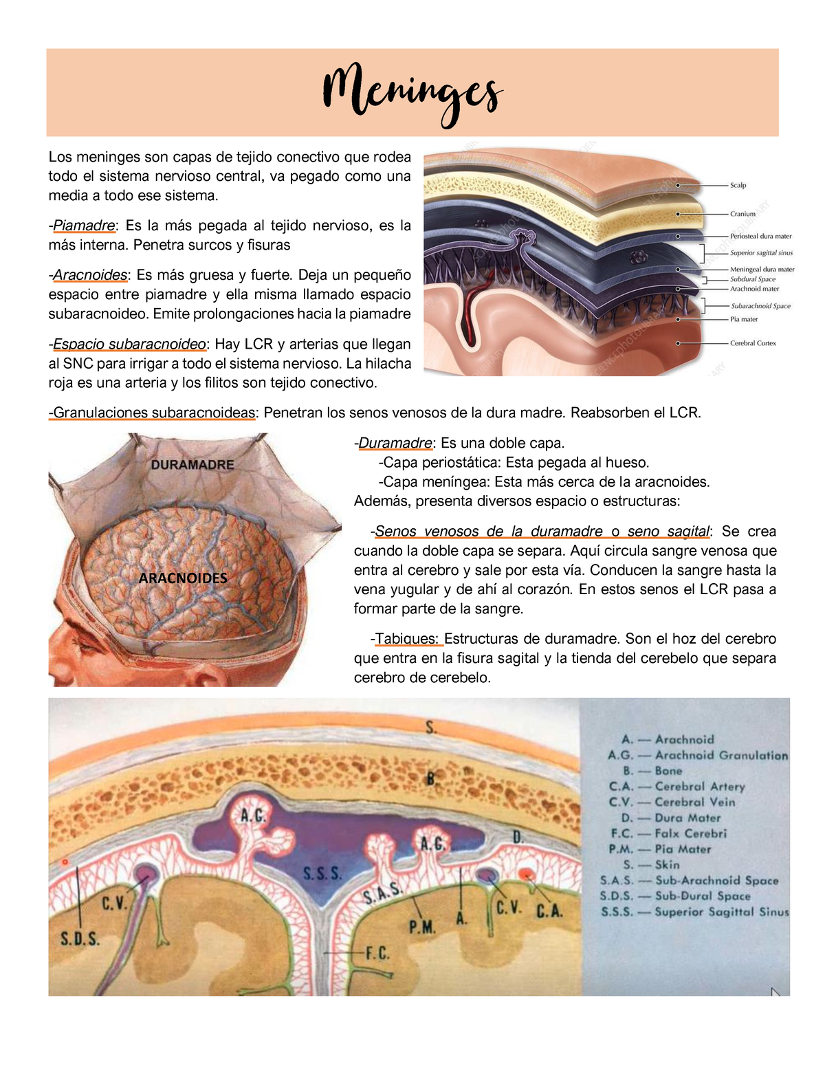 Neuroanatom A Meninges L Quido Cefaloraqu Deo Irrigaci N Y V As