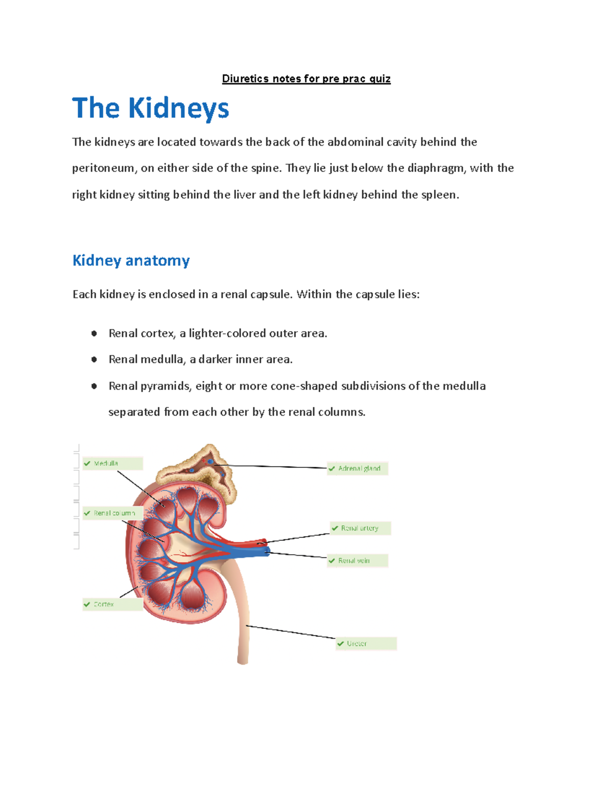 Diuretics notes for pre prac quiz - They lie just below the diaphragm ...
