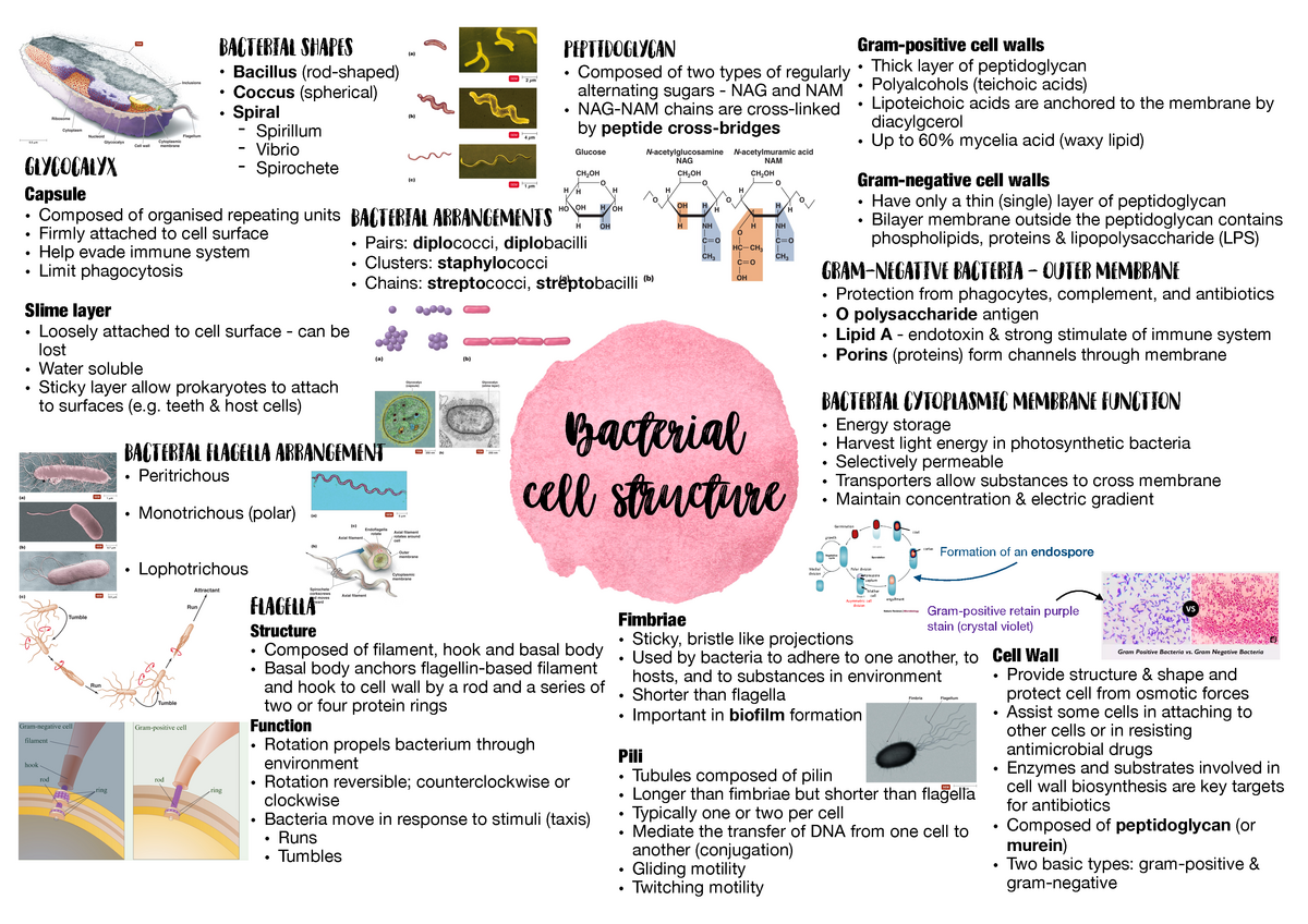 Microbiology Mind Map - vrogue.co