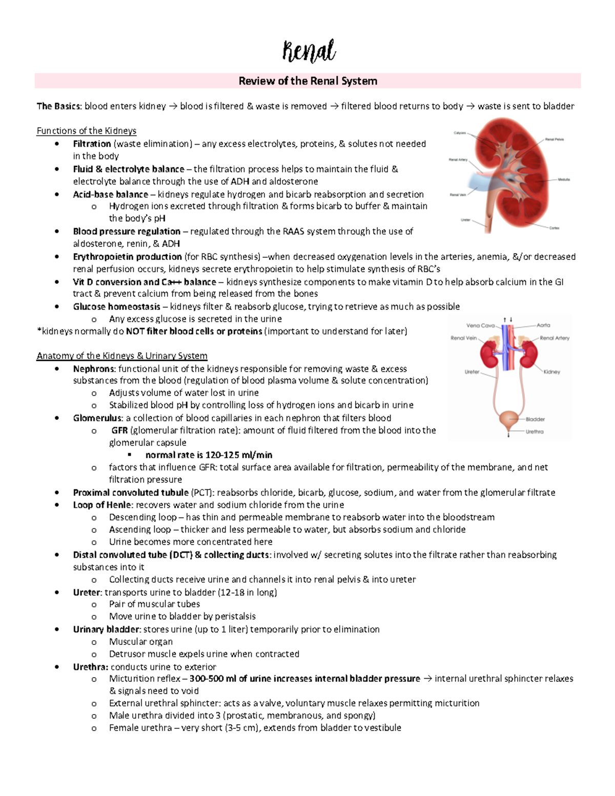 Renal Med Surg Study Guide - Renal Review of the Renal System The ...