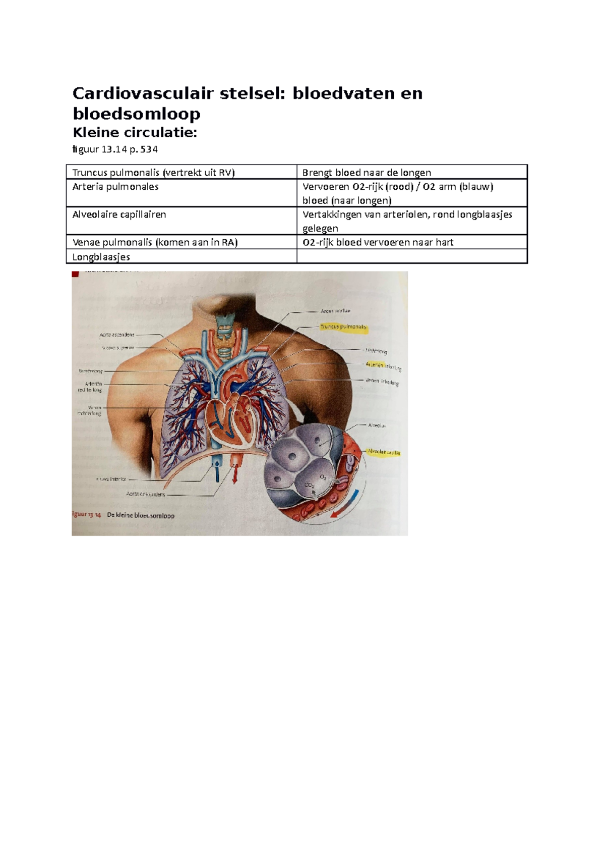 Cardiovasculair Stelsel - 534 Truncus Pulmonalis (vertrekt Uit RV ...