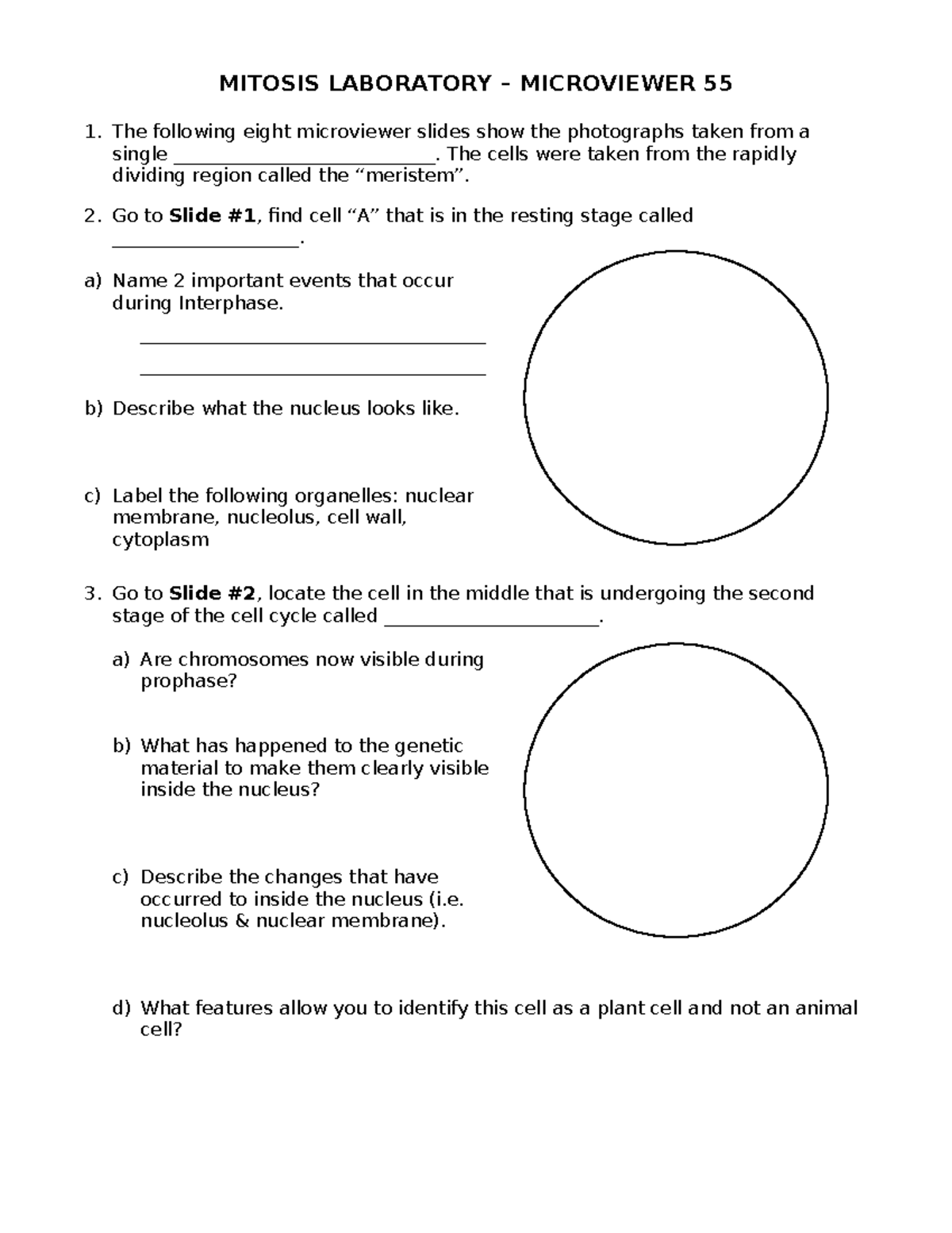 1.07 Mitosis Lab WS 2009 (Onion Root Tip) - MITOSIS LABORATORY ...