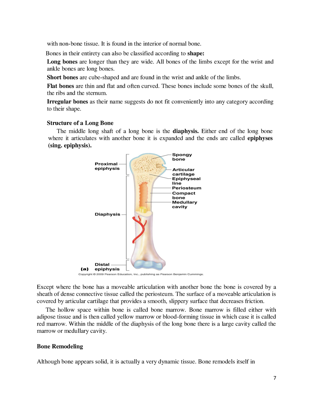 Human Anatomy And Physiology-3 - 7 with non-bone tissue. It is found in ...