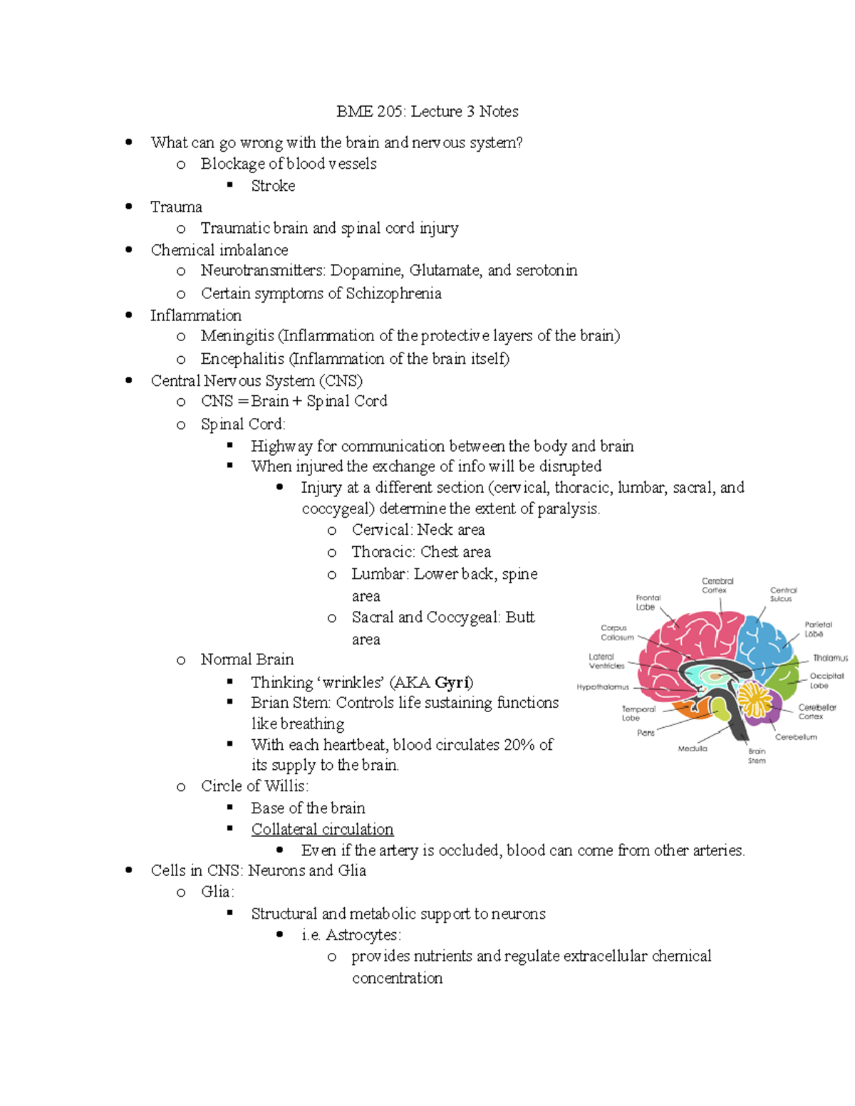 BME 205 notes - BME 205: Lecture 3 Notes What can go wrong with the ...