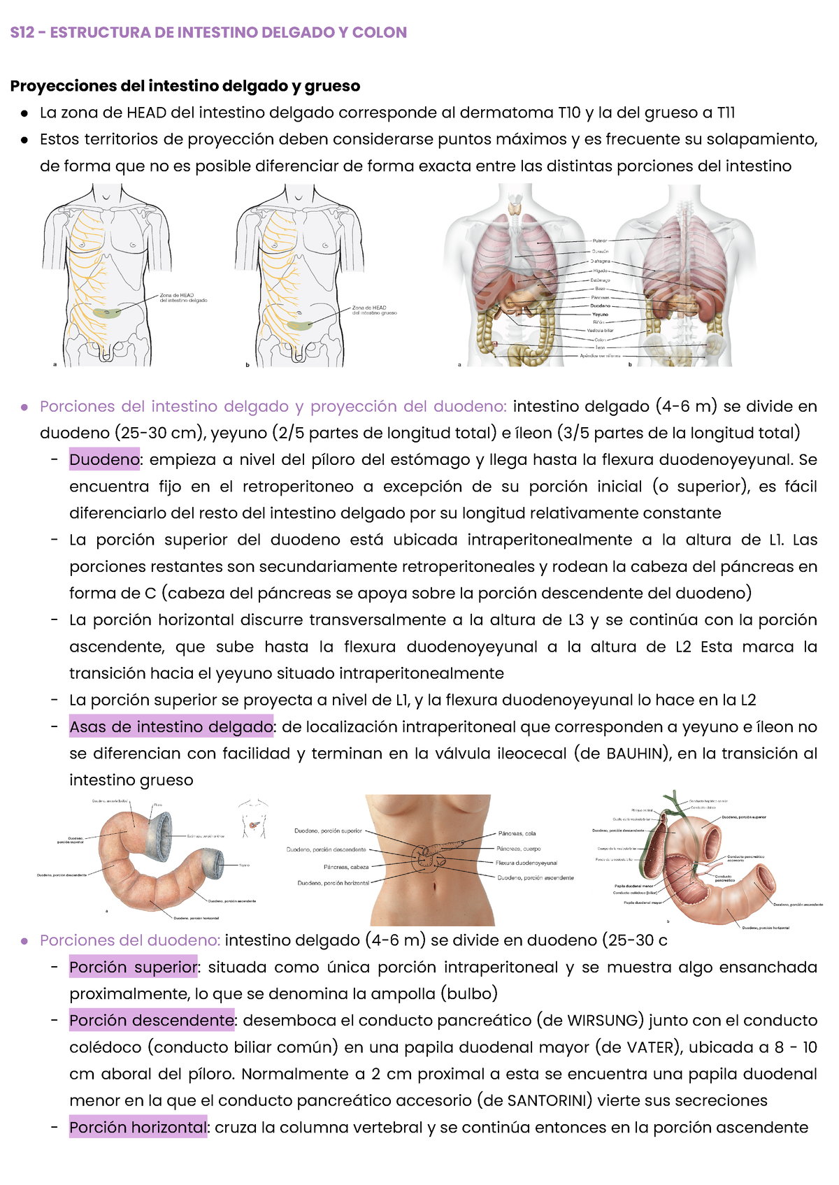 Sd4 - Resumen - Sistema Digestivo - Upc - Studocu