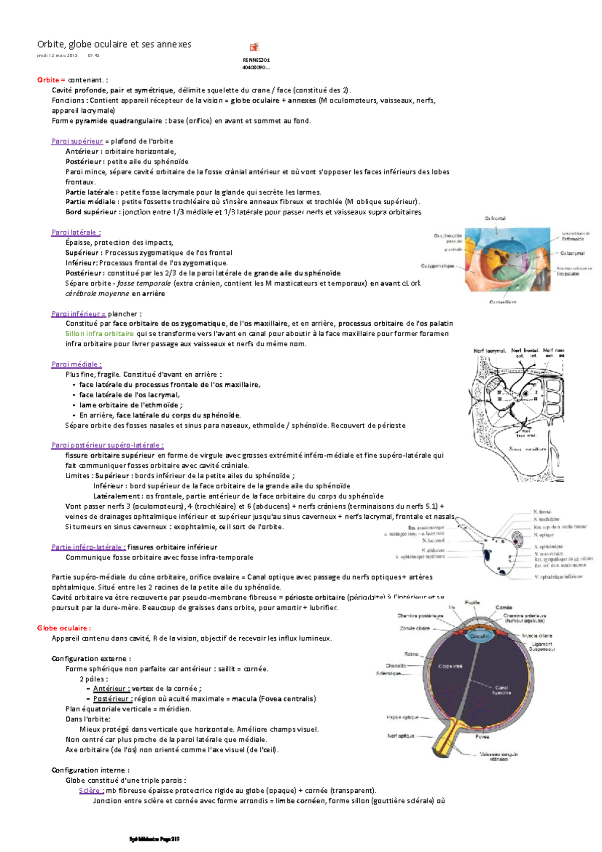 Couche Du Globe Oculaire En 4 Lettres 4 orbites globe oculaire et ses annexes - Cavité profonde, pairet  symétrique, délimite squelette du - Studocu