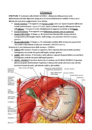 Stomaco - Anatomia Ii 8058455 - UniRoma2 STOMACO STRUTTURA Contenuto ...