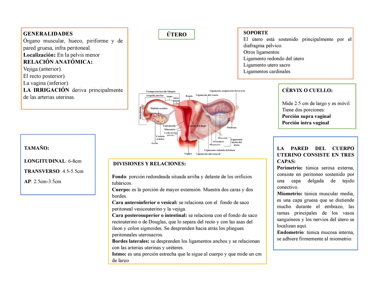 ligamento redondo del útero