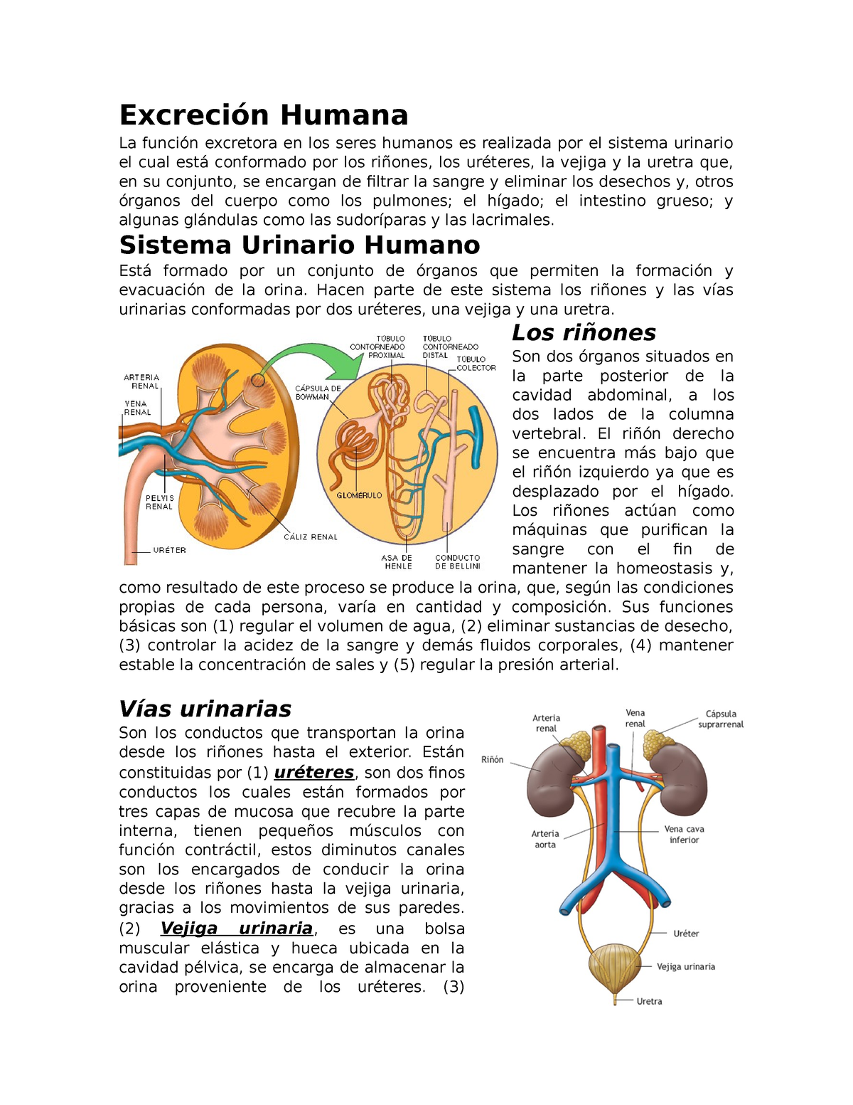 La Excrecion Y El Sistema Urinario En Los Humanos La 